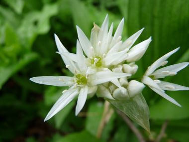 Fleurs très blanches à six sépales en fausse ombrelle. Agrandir dans une nouvelle fenêtre (ou onglet)